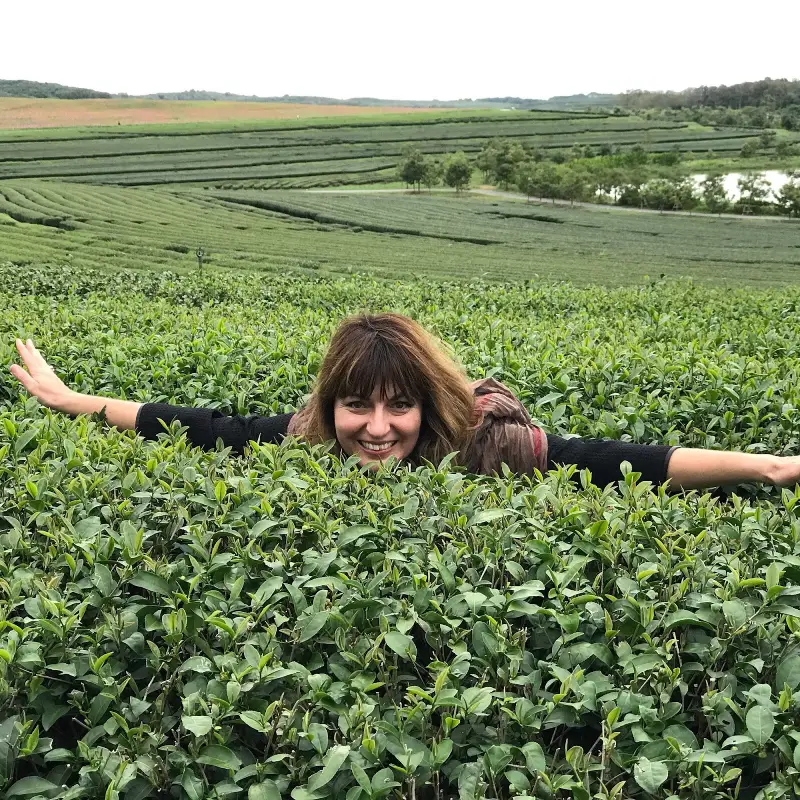 Aprecie a beleza infinita dos campos verdes de chá