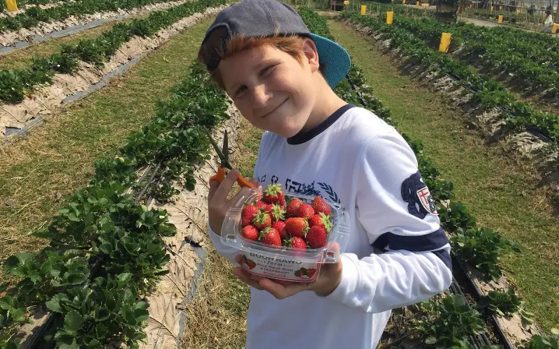 Crianças colhem morangos e tiram fotos divertidas