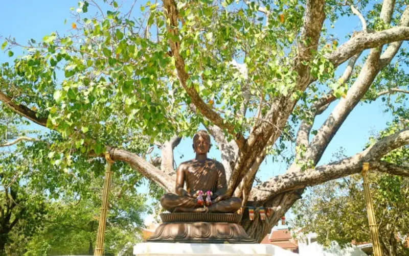 bodhi-tree-wat-benchamabophit-marble-temple-bangkok