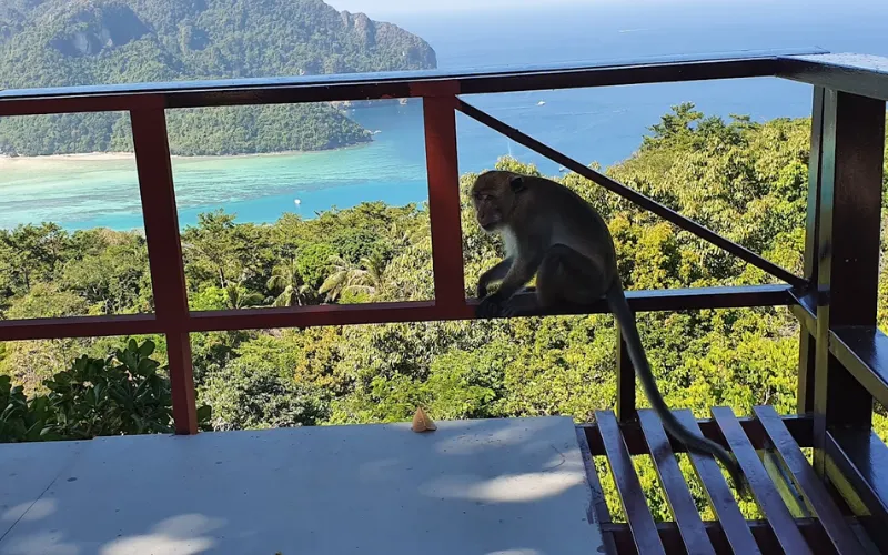 Cuidado com macacos no Phi Phi Viewpoint