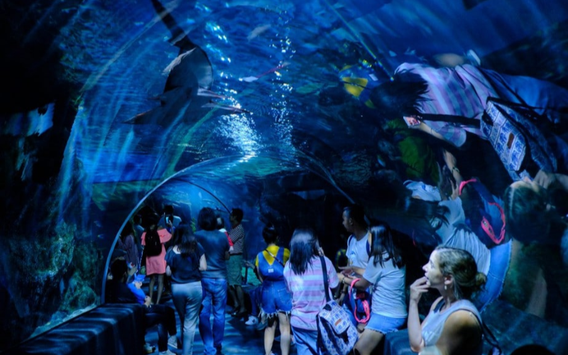 Explore o SEA LIFE, maior aquário do Sudeste Asiático