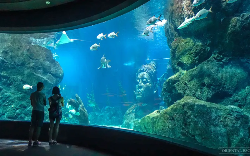 Visitantes veem tubarões e raias no SEA LIFE