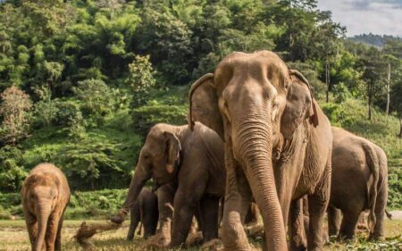 Bangkok, Chiang Rai, Chiang Mai y Maldivas en privado