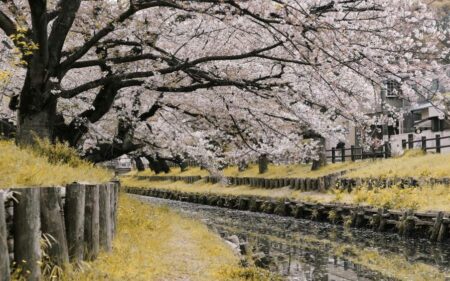 Cerejeiras em Flor no Japão e Tailândia em Grupo.