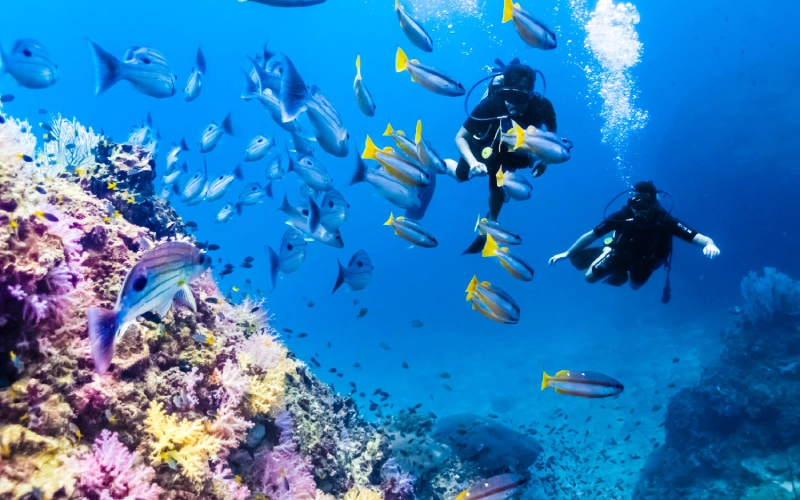 Koh Phi Phi Leh atrai mergulhadores com corais