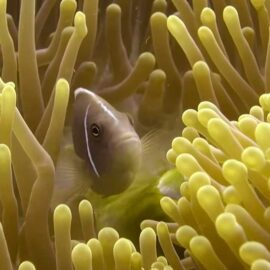 Bucear en Chumphon Pinnacle