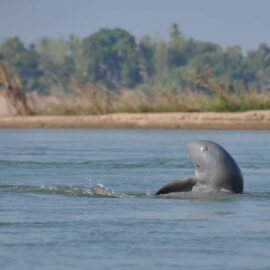 Dolphin Kayaking Adventures