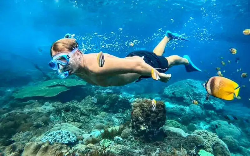 Mergulhe com tubarões em Shark Point