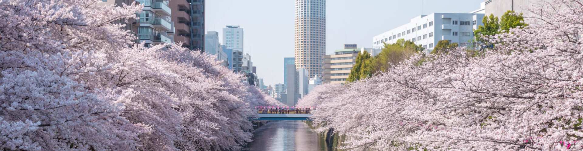 Temporada de los cerezos