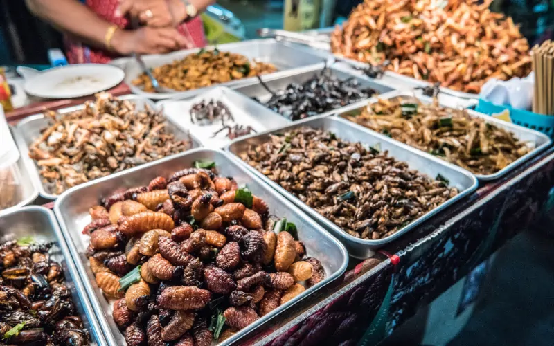 Coma insetos fritos crocantes