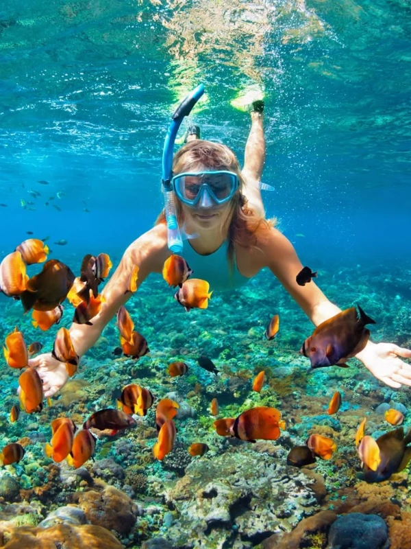 Snorkeling em Similan mostra jardins de corais