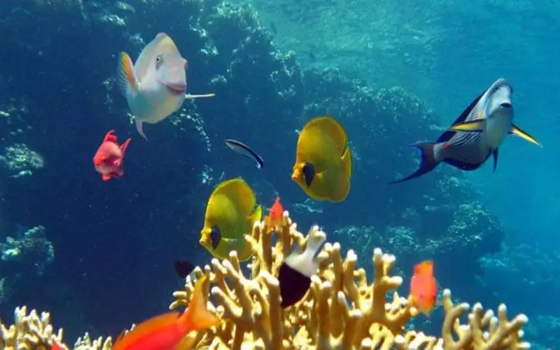Viva o melhor das Similan com recifes e gigantes
