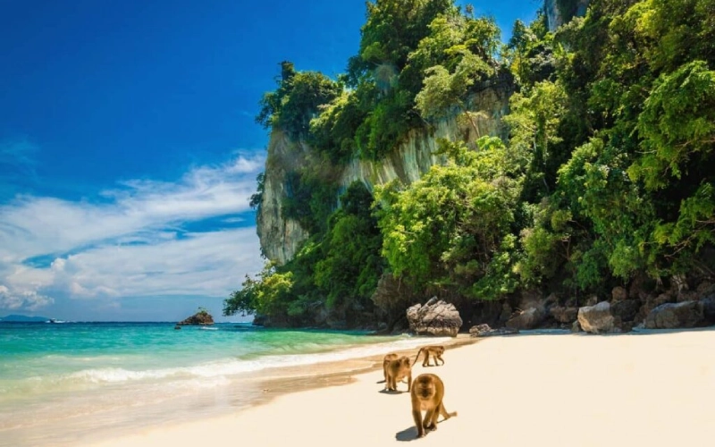 Encontre macacos na praia de areia branca