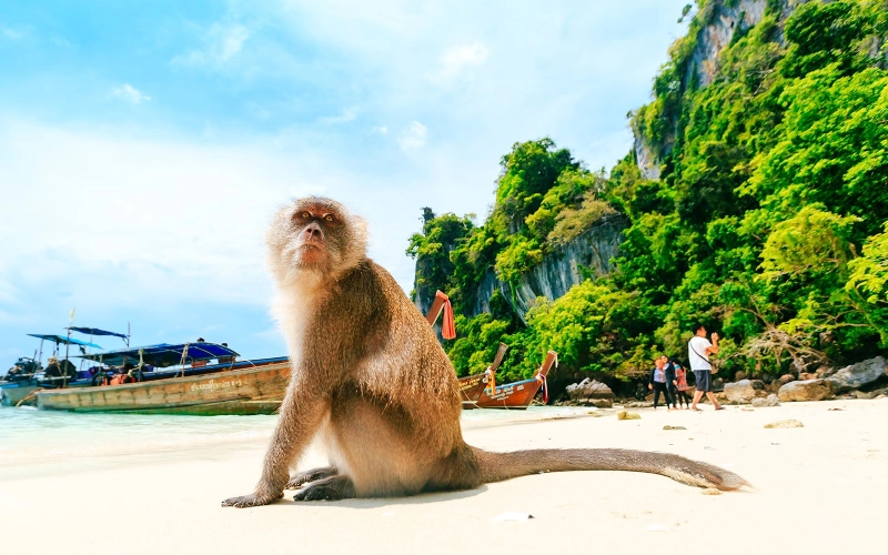 Veja paisagens únicas em Monkey Beach