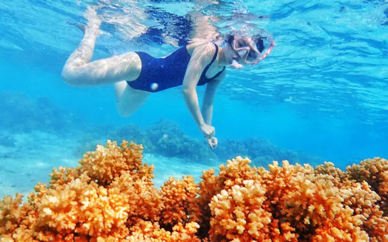 Donald Duck Bay é famosa por recifes de corais