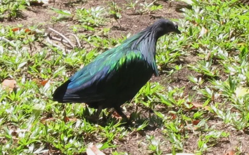 Florestas de Similan abrigam quarenta espécies de aves