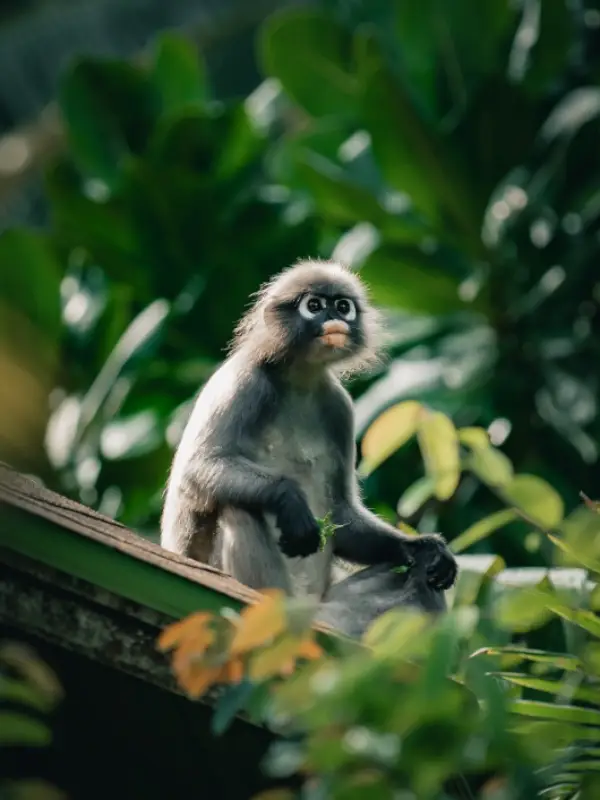 Em Railay macacos brincam vistos de longe seguro