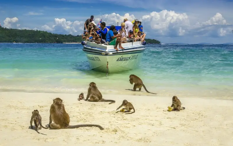 Ajude a preservar Monkey Beach com atitudes
