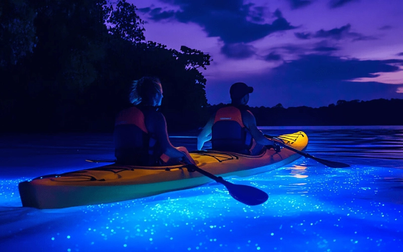Luzes de plâncton brilham suavemente nas águas escuras da baía