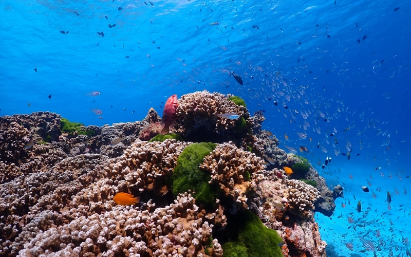Recifes coloridos e rasos de Koh Miang são ideais