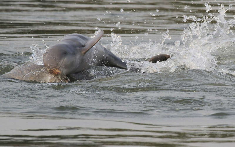 Kratie no Mekong mostra raros golfinhos Irrawaddy