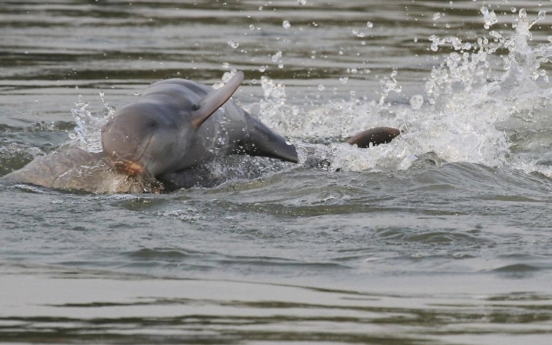 Kratie no Mekong mostra raros golfinhos Irrawaddy