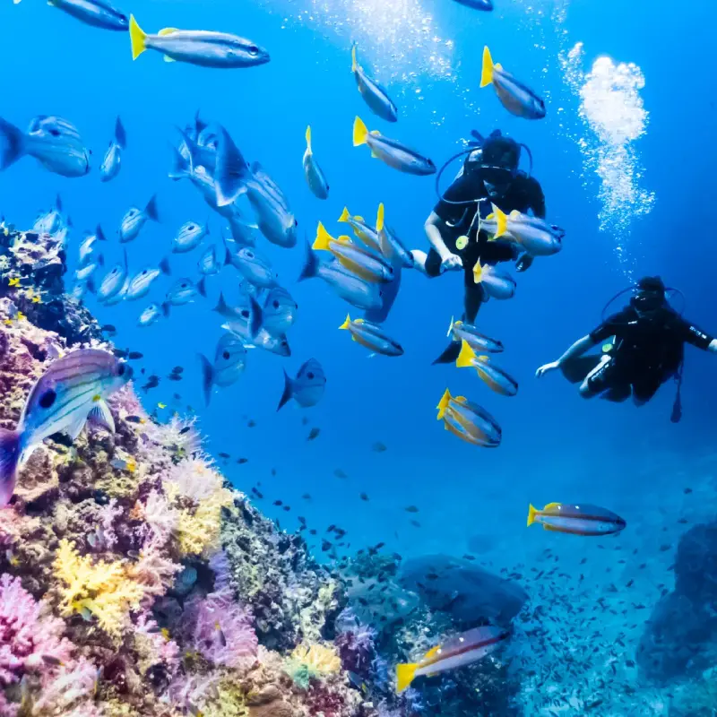 Explore corais e vida marinha tranquila ao fazer snorkel