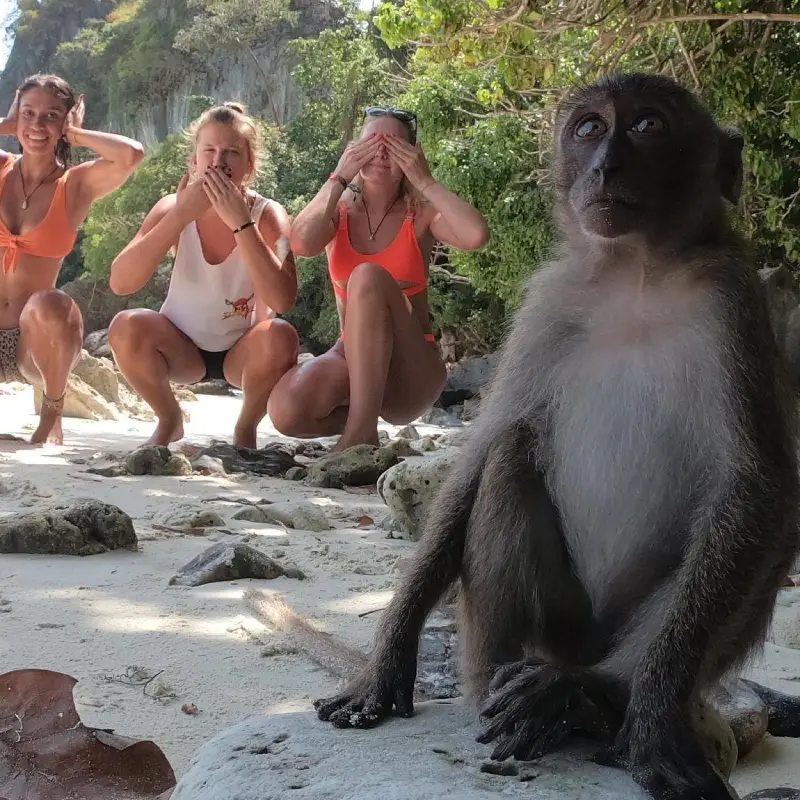 Macacos brincalhões animam fotos divertidas na Monkey Beach