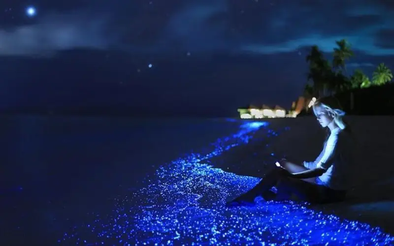 Mergulho noturno revela plâncton brilhando sob o mar