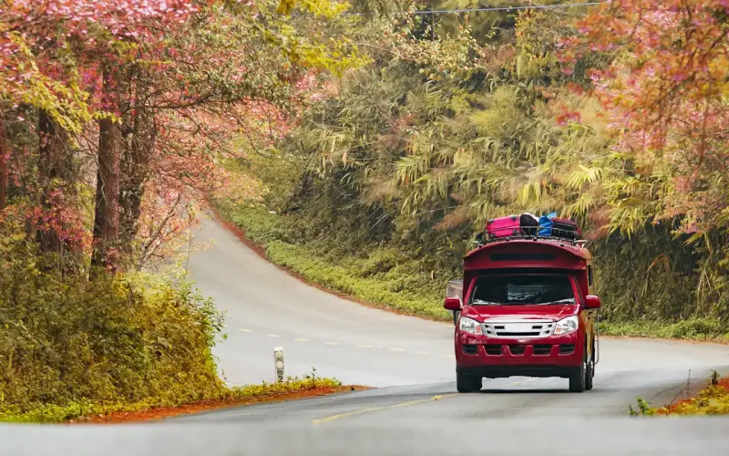 Visitantes curtem rotas floridas de Chiang Mai