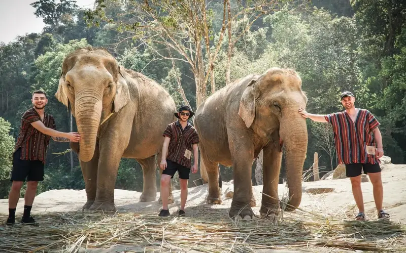 Visitantes posam com elefantes em área ensolarada