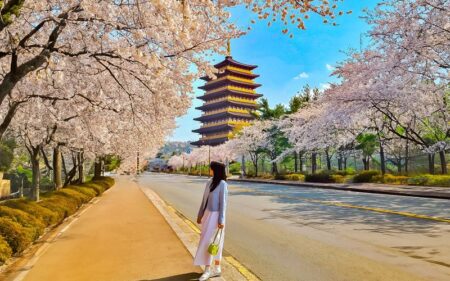 Coreia do Sul na Temporada das Cerejeiras – 11 dias.