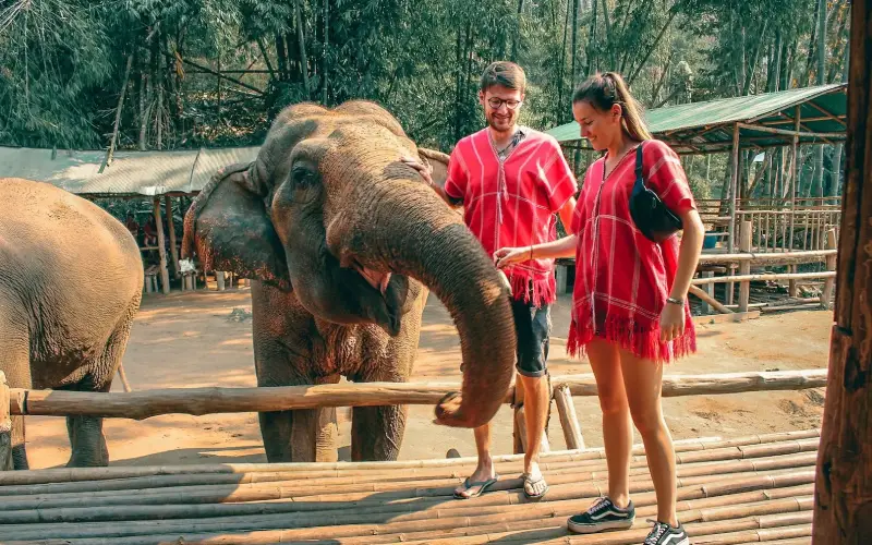 Viva a experiência ética no Chiang Mai Elephant Sanctuary