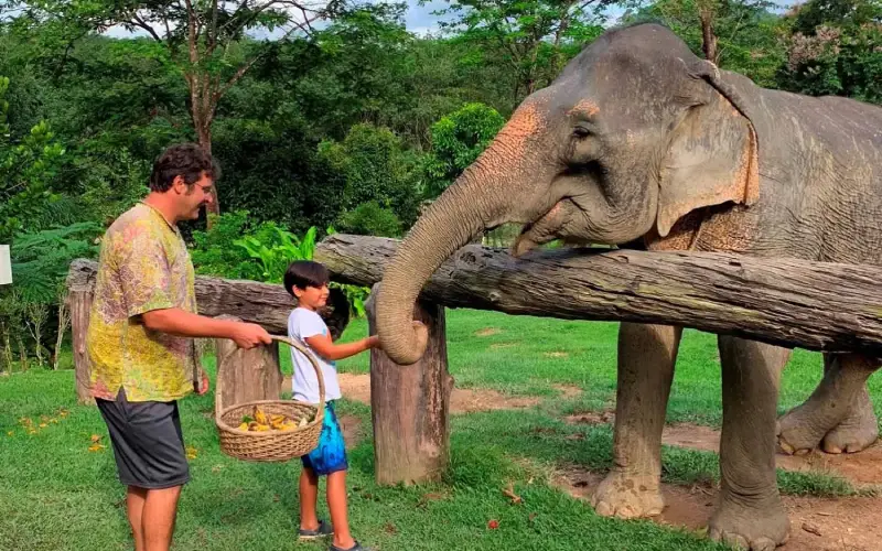 Santuário dos Elefantes permite interação ética