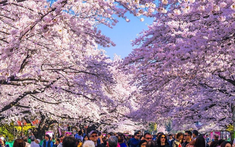 sakura-japan