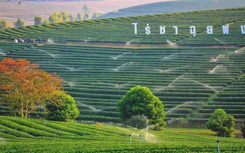 As exuberantes paisagens verdes da Choui Fong Tea Plantation em Chiang Rai.