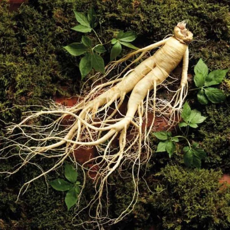 Presente valioso de saúde e longevidade