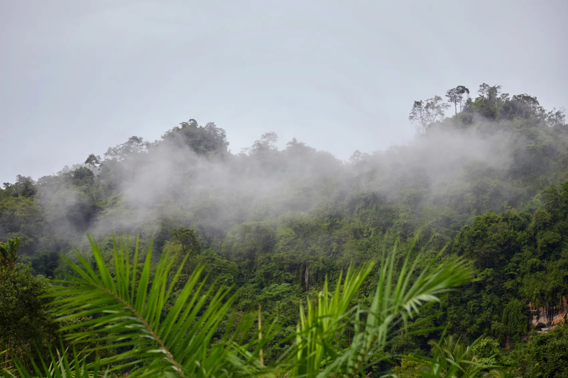 Montanhas cobertas de névoa e arrozais verdes no norte da Tailândia em julho