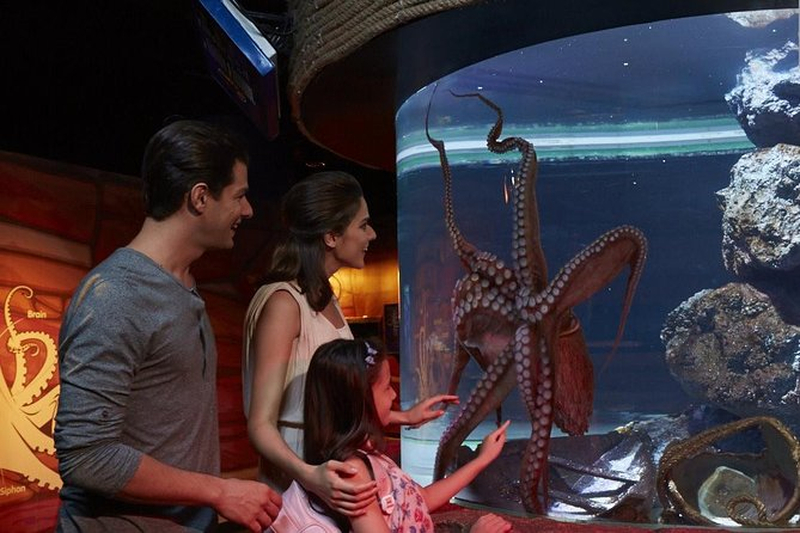 O Sea Life Bangkok Ocean World é um ótimo lugar para se refrescar e descobrir a vida aquática