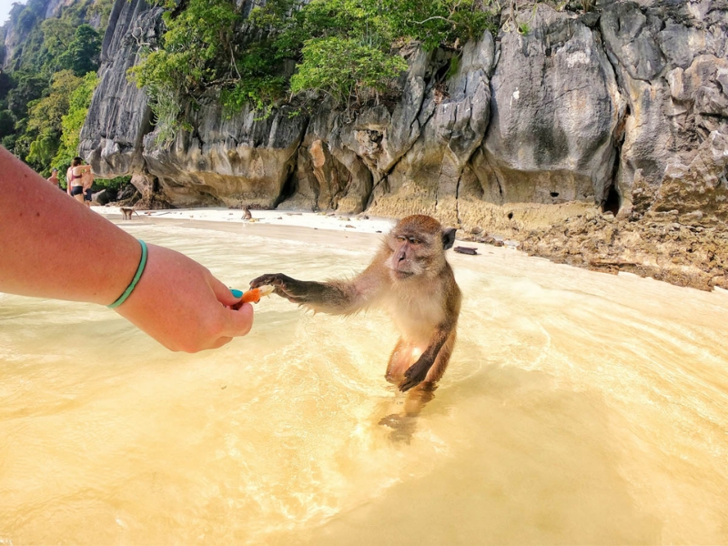 Monkey Beach é uma pequena praia famosa por seus macacos selvagens e água azul-turquesa cristalina