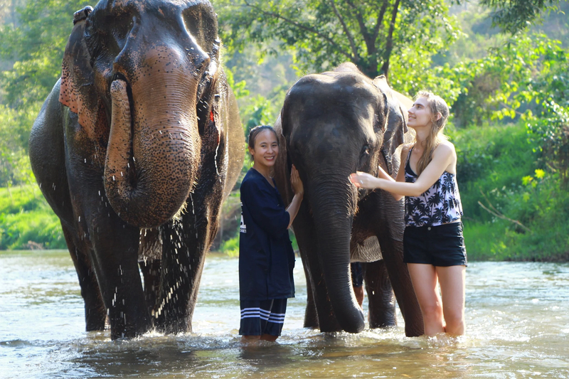 Um visitante alimentando carinhosamente um elefante resgatado em um santuário ético nas montanhas de Chiang Mai