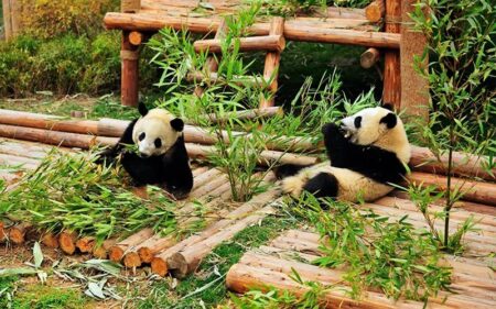 Paquete China con Pandas, Chongqing y Zhangjiajie, las Montanhas de Avatar
