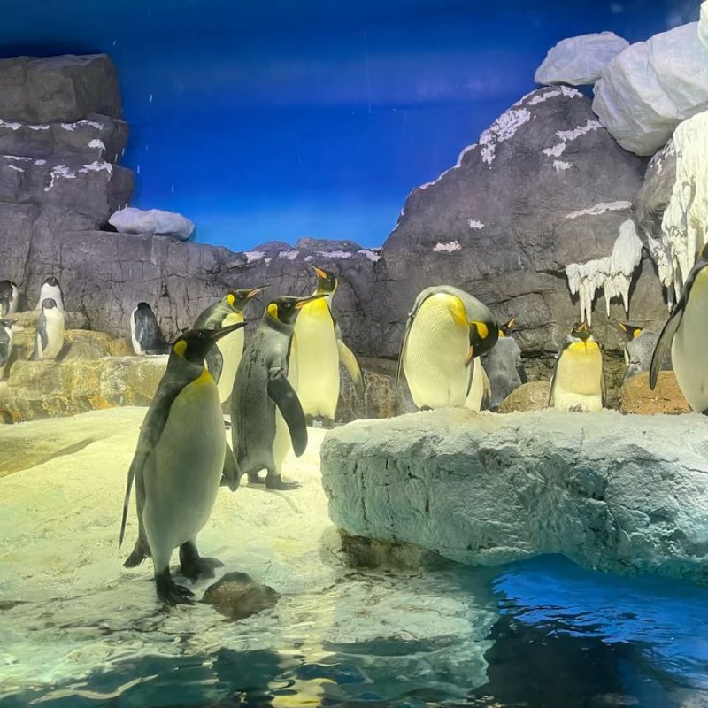 acuario-kaiyukan-osaka-japon