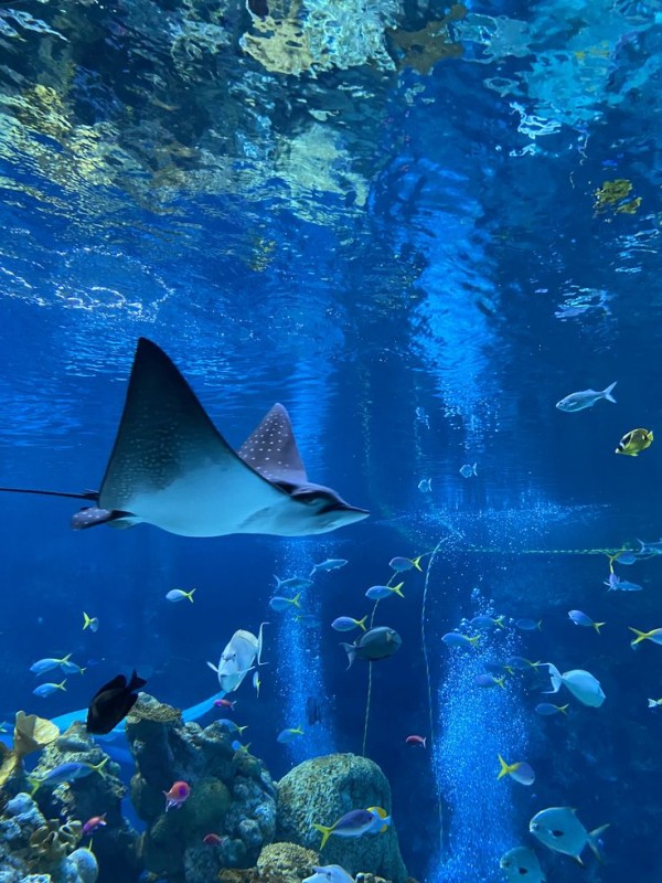 acuario-kaiyukan-osaka-japon
