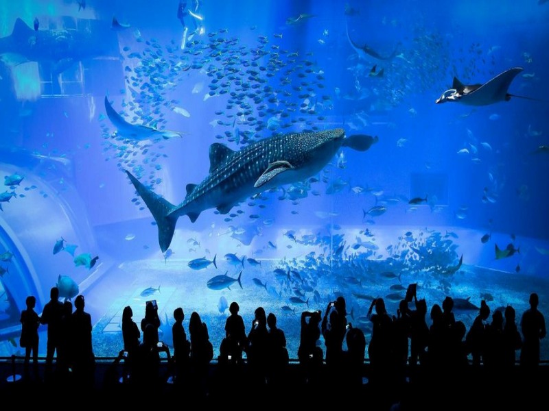 acuario-kaiyukan-osaka-japon