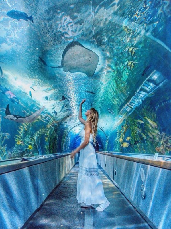 acuario-kaiyukan-osaka-japon