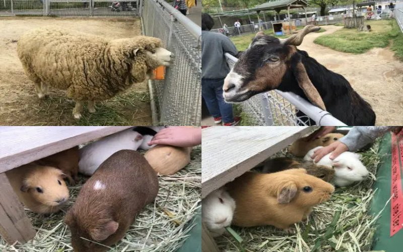 tennoji-zoo-osaka-japon