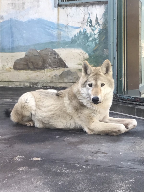 tennoji-zoo-osaka-japon
