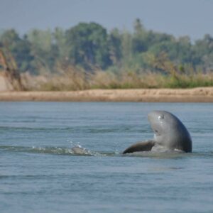 Dolphin Kayaking Adventures