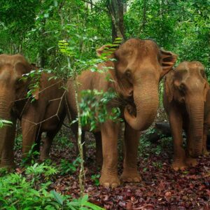 Projeto do Vale do Elefante